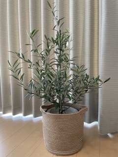 観葉植物 オリーブの木 8号 コラティーナ (コラチナ) セドナロング