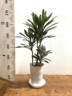 観葉植物 コルディリネ (コルジリネ) サンゴ 6号 リブバスケット