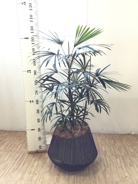 観葉植物 シュロチク（棕櫚竹） 8号 エディラウンド 黒 付き | 観葉