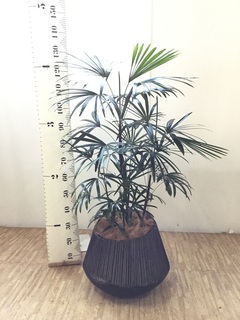 シュロチク　棕櫚竹　8号鉢　61 観葉植物 本物 棕櫚竹 シュロチク 8号鉢 鉢カバー 付き セット