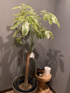 観葉植物 パキラ 8号 朴 斑入り プラスチック鉢 | 観葉植物なら