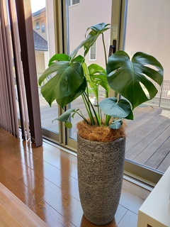 鉢カバー Eco Stone（エコストーン） トールタイプ6号鉢用 Gray #stem