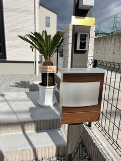 観葉植物 ソテツ 10号 プラスチック鉢 | 観葉植物ならHitoHana(ひとはな)