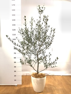 観葉植物 オリーブの木 8号 コレッジョラ アートストーン ラウンド 