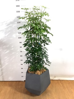 観葉植物 カポック（シェフレラ） 10号 ノーマル プラスチック鉢