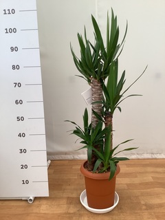 観葉植物 ユッカ 8号 ノーマル エディラウンド 黒 付き | 観葉植物なら