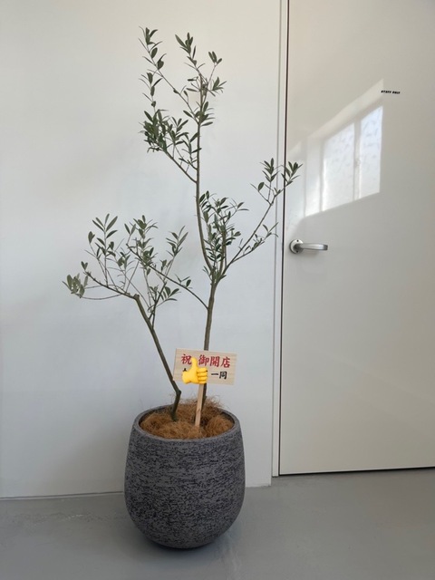 観葉植物 オリーブの木 8号 ワンセブンセブン エコストーンGray 付き