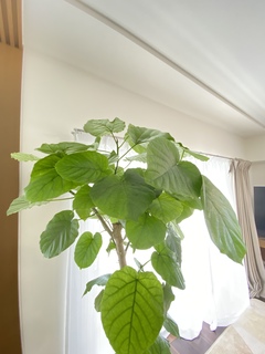 観葉植物 フィカス ウンベラータ 10号 曲がり ビアスアルトエッグ 白