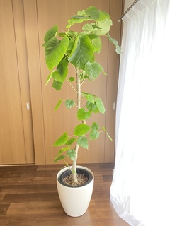 観葉植物 フィカス ウンベラータ 10号 曲がり FiberCray（ファイバー
