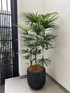 観葉植物 ウンナンシュロチク 8号 プラスチック鉢 | 観葉植物なら