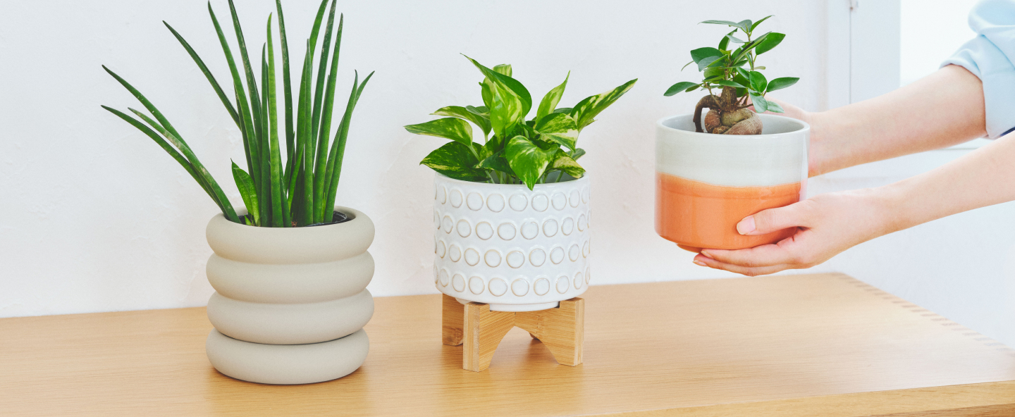 HitoHana（ひとはな） | あなたにぴったりの植物のある暮らし