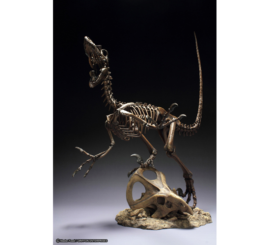 グリフォン　スケルトンモデルシリーズ ヴェロキラプトル グリフォン スケルトンモデルシリーズ ヴェロキラプトル｜ホビー