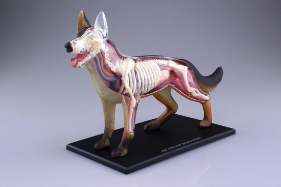 4D Vision Animal Dog (German Shepherd) - famemaster.com