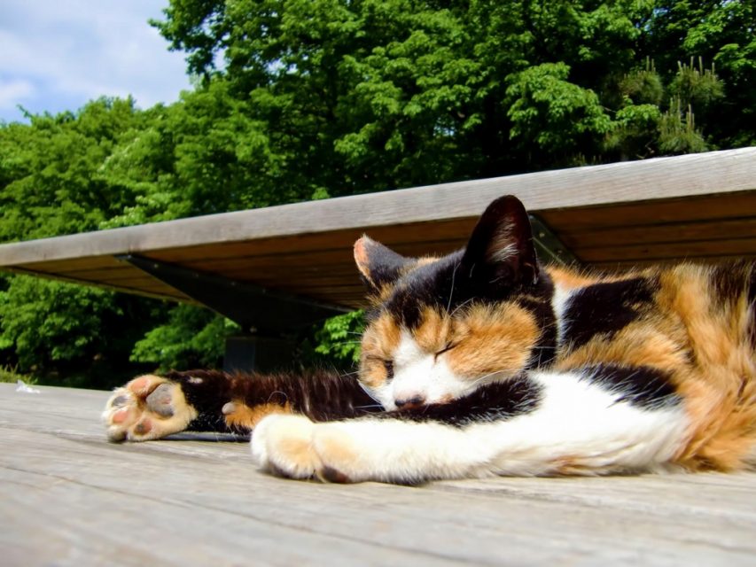 保育士の睡眠障害