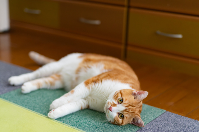 床の素材を確認