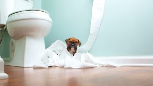 トイレの位置決めは慎重に