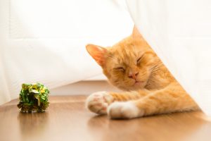 遮るもののない南向きの部屋は気持ちいいですね