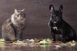 ペット可でも種類や頭数特約がある場合も