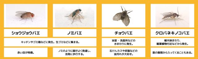 ホームズ 蚊 ユスリカ コバエにお悩みの方 必見 一人暮らし向け