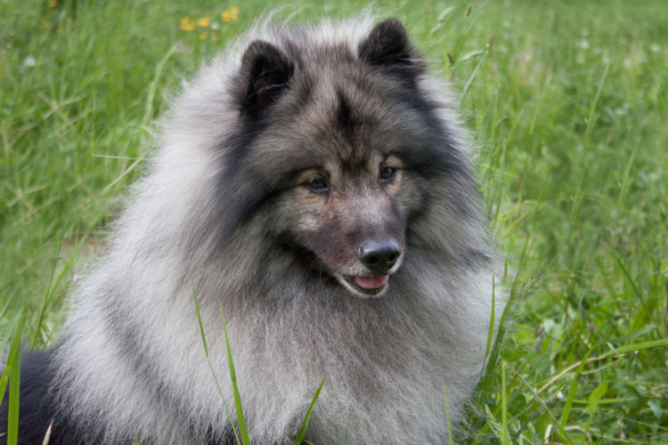 犬の高カルシウム血症【発症しやすい犬種】
