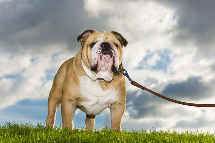 犬の高カルシウム血症とは