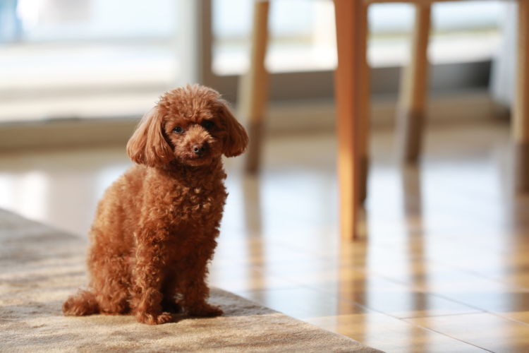犬の高カルシウム血症とは