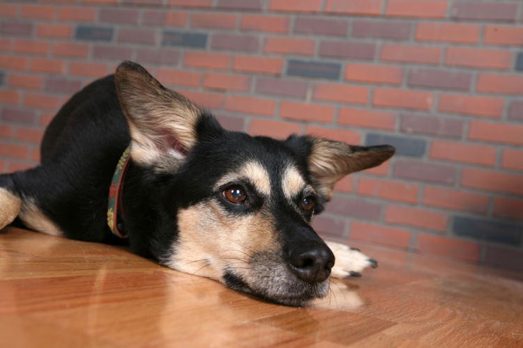 犬の高カルシウム血症【原因】