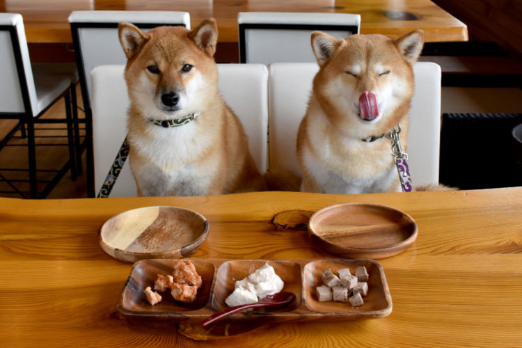 犬の高カルシウム血症【症状】