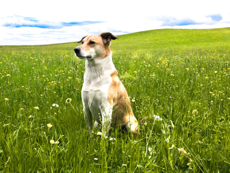 犬の高カルシウム血症【予防対策】