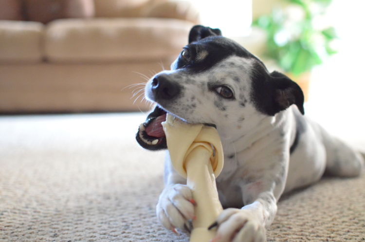 犬の低カルシウム血症とは