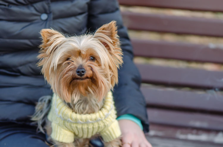 犬の低カルシウム血症とは