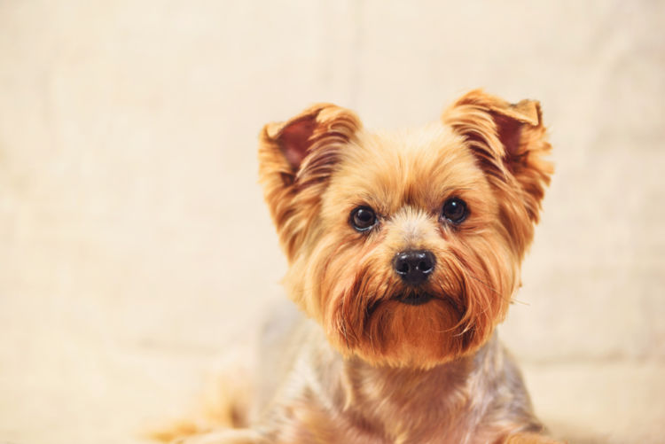 犬の低カルシウム血症【発症しやすい犬種】