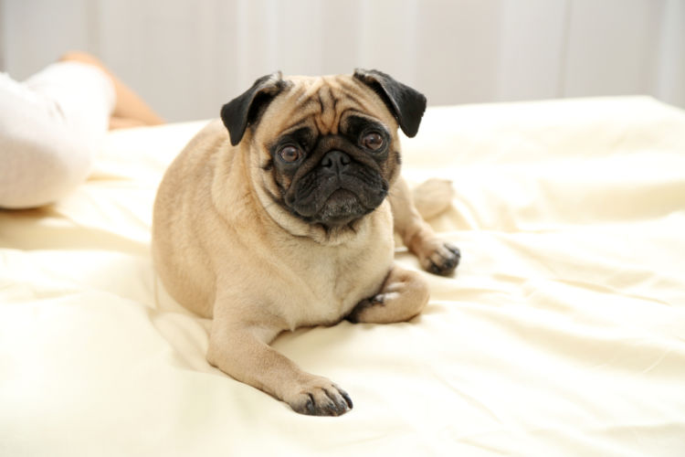犬の低カルシウム血症と間違えやすい病気