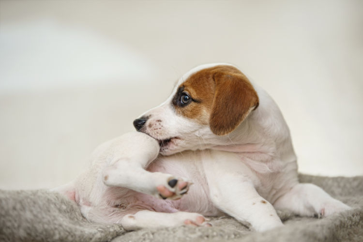 犬のノミアレルギー性皮膚炎【原因】