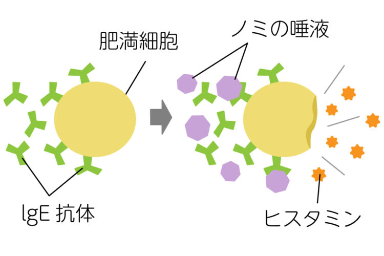 ノミアレルギーのメカニズム