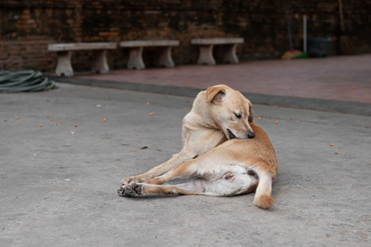 犬のノミアレルギー性皮膚炎【症状】