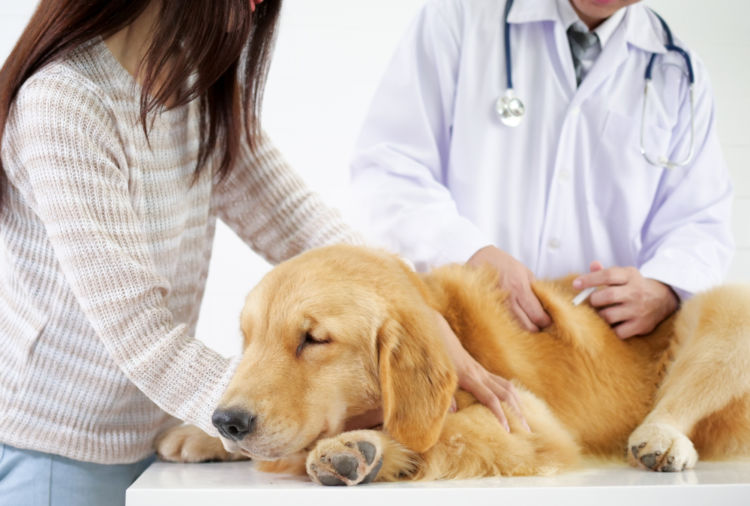 犬のノミアレルギー性皮膚炎【診断方法】