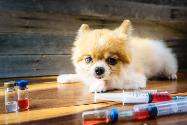 犬のノミアレルギー性皮膚炎【治療方法】