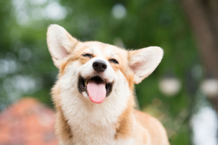 犬のノミアレルギー性皮膚炎【予防対策】