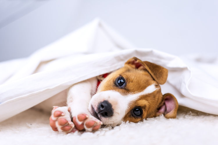 犬のノミアレルギー性皮膚炎と間違えやすい病気