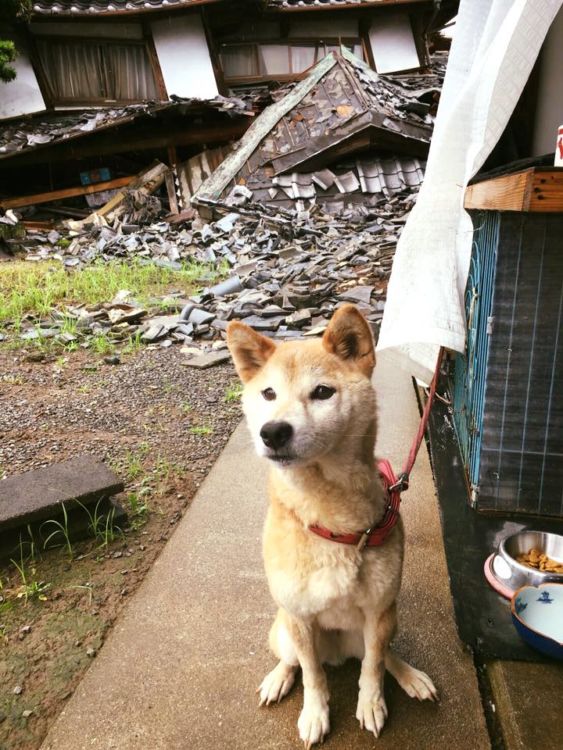 【熊本地震発生時】倒壊家屋と愛犬