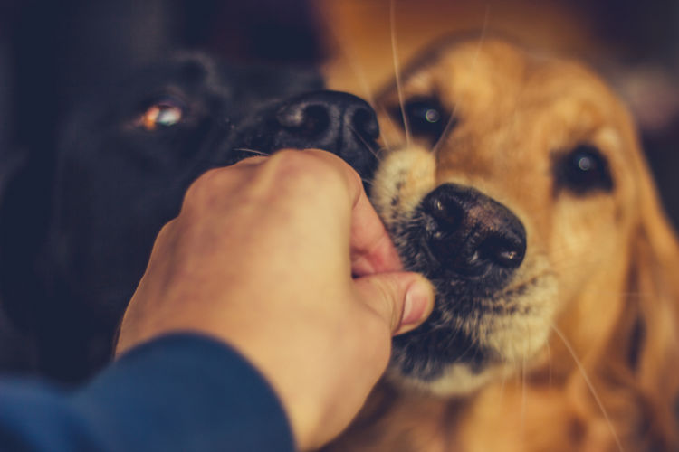 災害時の犬たち