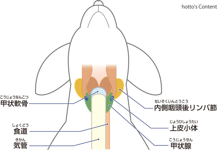 犬の甲状腺の構造
