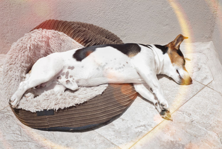 【犬の熱中症】夏に多い熱中症による事故(トラブル)!死亡事故も!