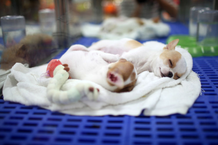 【犬の熱中症】A:購入価格を基準とする例が多い。