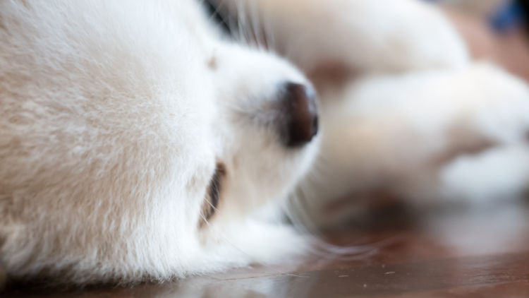 【犬の熱中症】A:行為態様や被害の程度などにより判断が異なる。