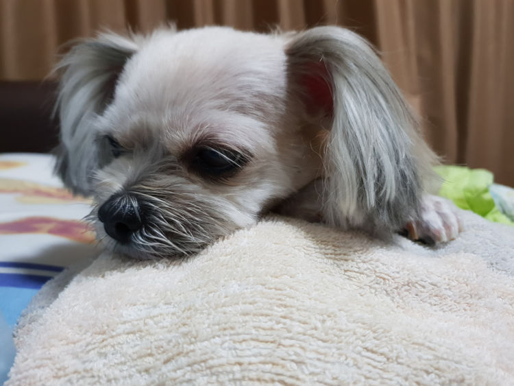 預け先で熱中症になった愛犬