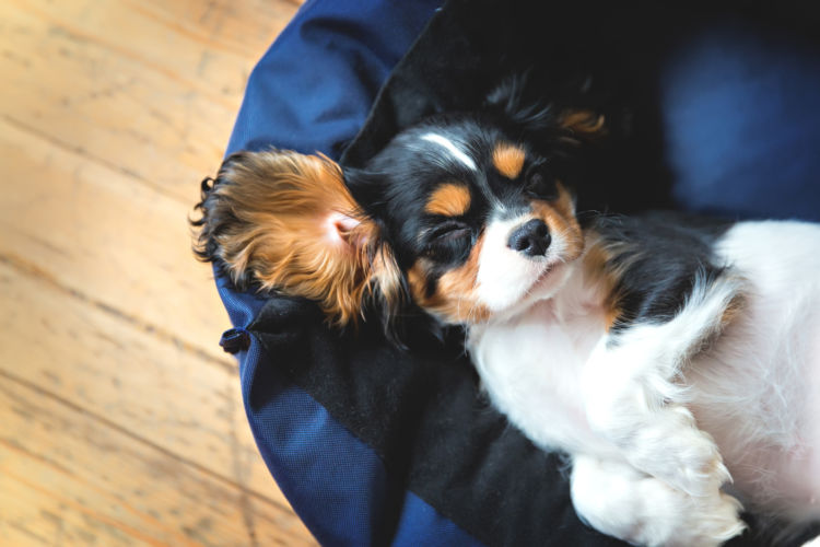 【犬の熱中症】A:購入価格をもとに、総合的に判断。