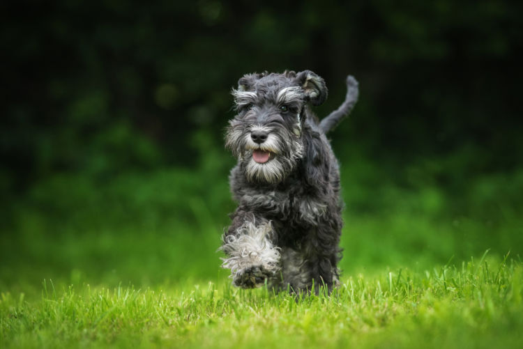 犬の高脂血症とは?