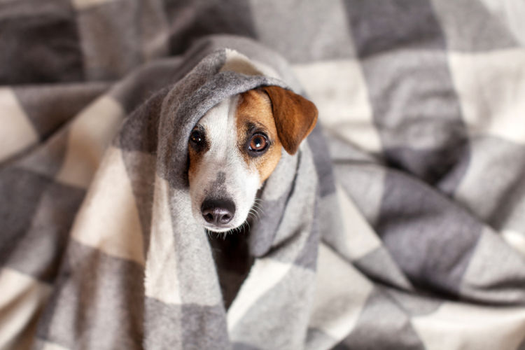 犬の高脂血症【原因】